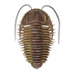 Trilobite