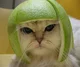 Lime Cat