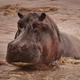 Hippopotamus