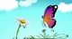 Mathseeds Butterfly