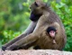 baby baboon