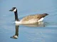 Canadian Geese