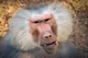 baboon 6