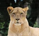 Lioness 