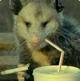 UA Possum