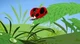 Mathseeds Ladybug