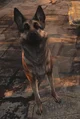 Dogmeat