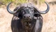 African buffalo