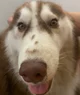 Zuki