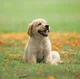Your dog 
