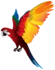 Parrot