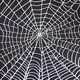 Wilbert the spider