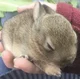 Baby Bunny