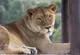 Lioness