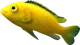 Fish 4