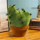 Cactux