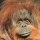 Orangutan