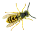 Wasp