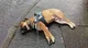 dead dog