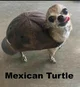 Mexican turtle 