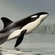 Ralph the Orca