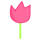 Pink Tulip