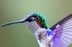 Hummingbird 