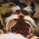 Sir Didymus