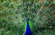 Male peacock