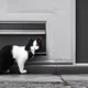 Street cat