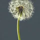 Officinale Taraxacum
