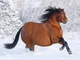 Fat horse