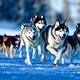 Sled Dogs RP