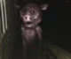 Ghost Pig