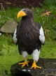 Sea Eagle