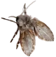 Drain fly