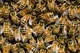 1000 bees