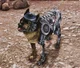 Rex