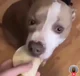 taco for dog