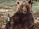 Wojtek Bear