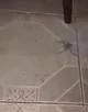Immune Spider