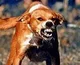 Rabid Dog