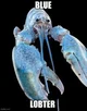 Blue Lobster