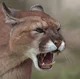 Cougar