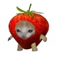 StrawberryCat