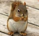 cute squirrel