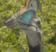 Hatzegopteryx