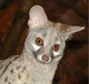 Common Genet