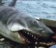 Jaws