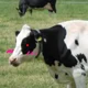 Yandairy cow